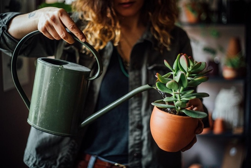 Often To Water Succulents