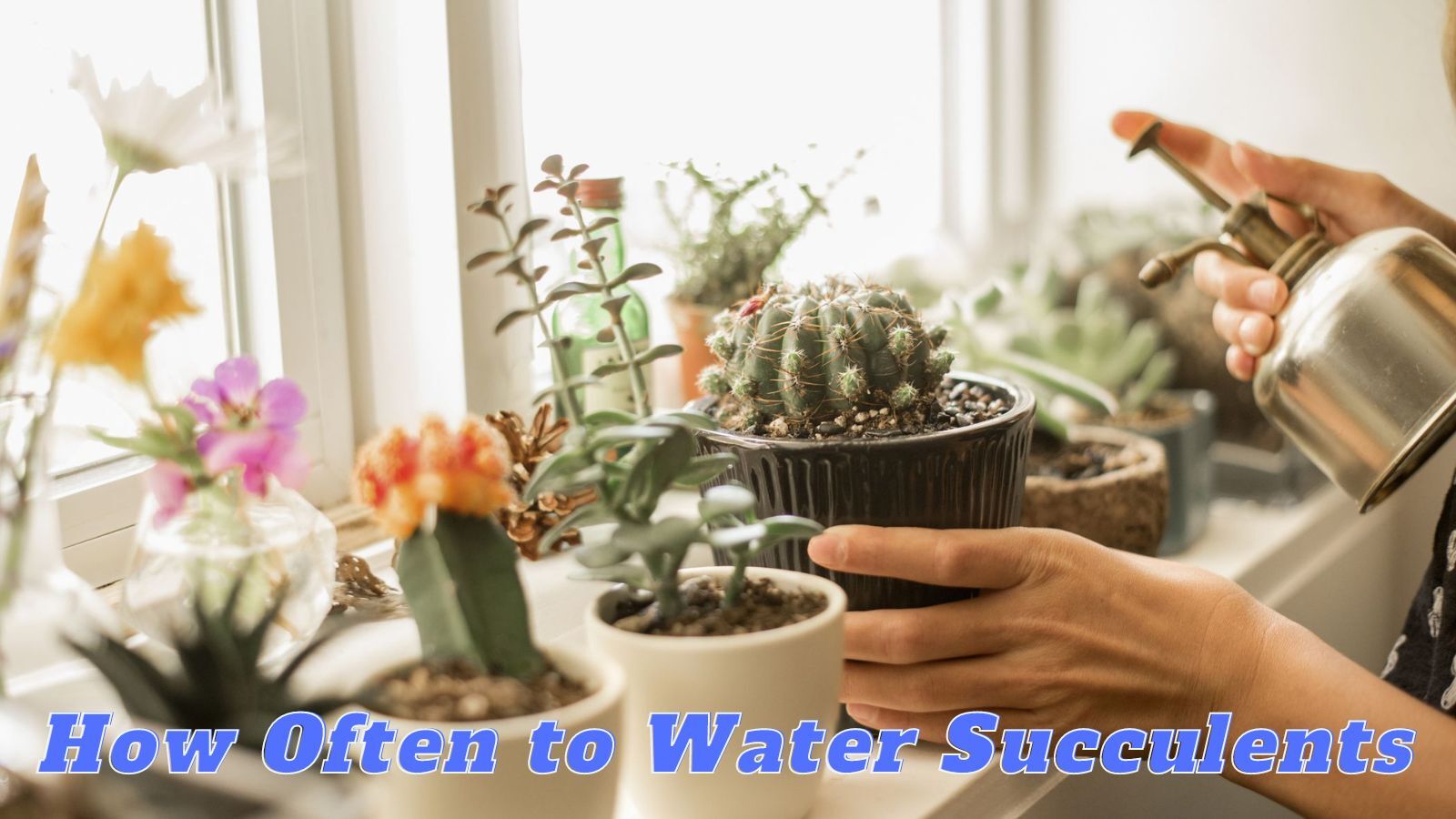 How Often To Water Succulents (+ How Much & When to Water Succulents) With Tips for Watering Succulent Plants